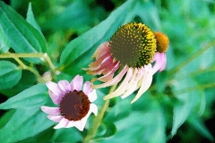 Two-cone-flowers